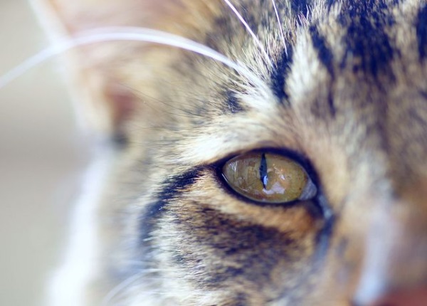 Большинство неприятностей кошкам доставляют инфекционные болезни, протекающие в тяжелой форме