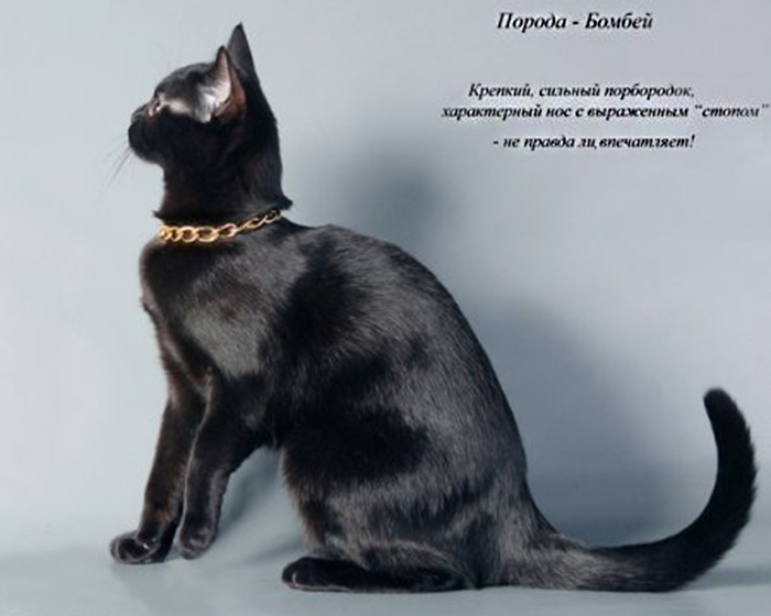 Бомбейская кошка в профиль