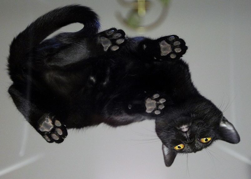 Бомбейская кошка должен быть черный нос и черные подушечки лап