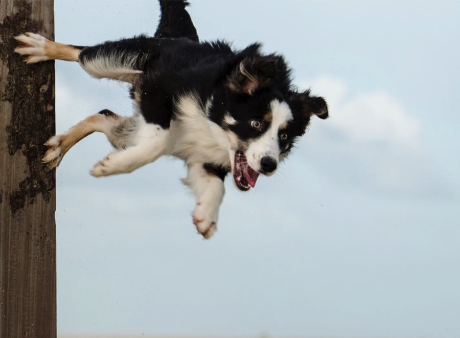 Бордер-колли ловкая, очень скоростная и маневренная собака