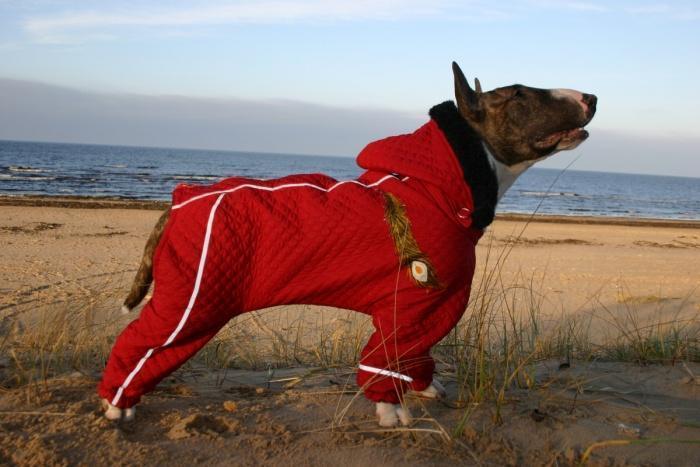 Бультерьер короткошерстная собака и в зимние периоды им нужна специальная одежда для защиты от холода