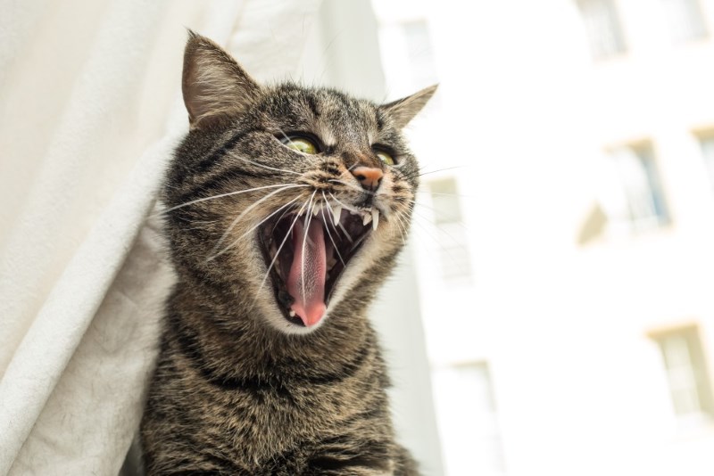 В домашних условиях котам приходится периодически подавлять себя, ограничивая инстинкты охотника