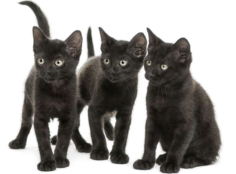 В одном помете редко бывает более четырех котят