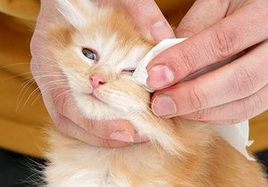 Важно знать, чем промыть глаза котенку