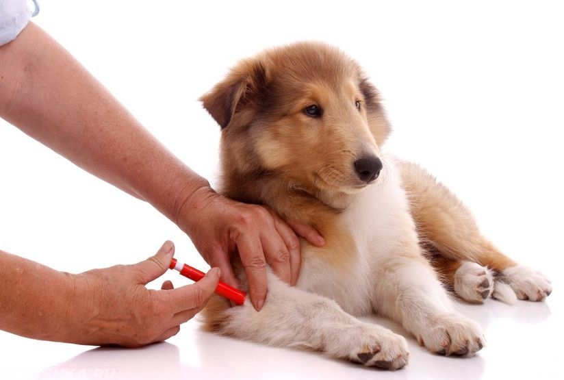 Введение иммунной сыворотки собаке