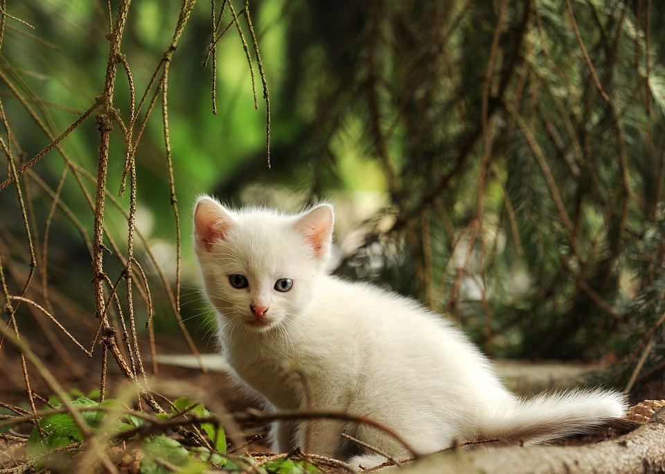 Внезапно обнаруженный белый котенок может стать для вас верным спутником