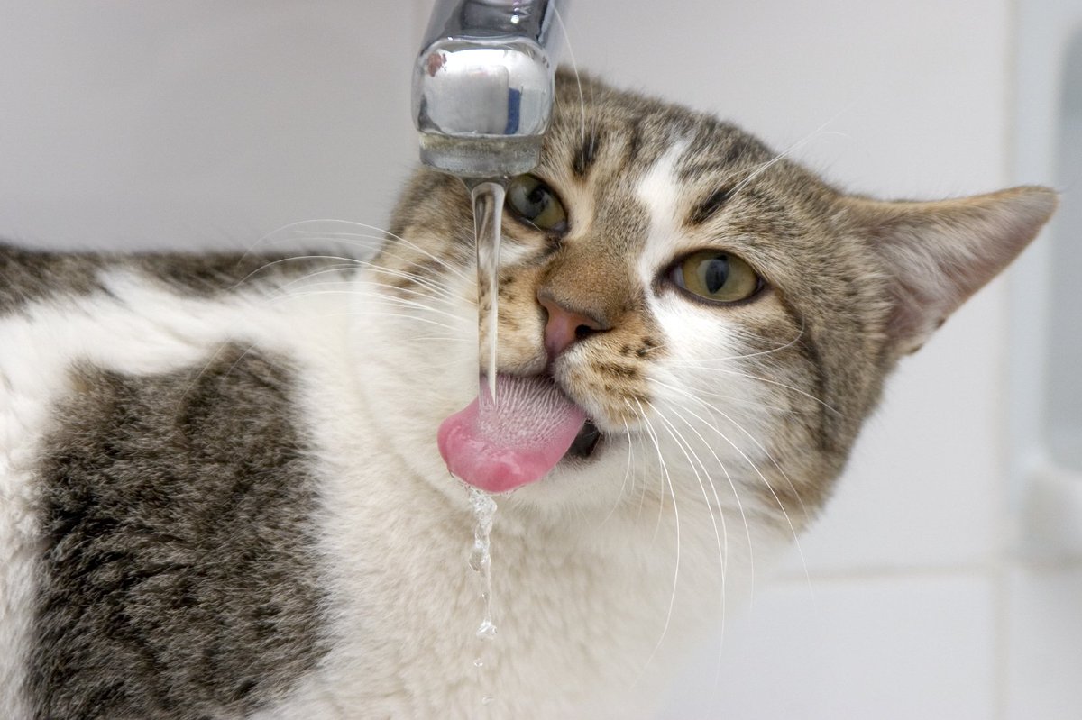 Во избежание проблем со здоровьем поить животное только качественной водой