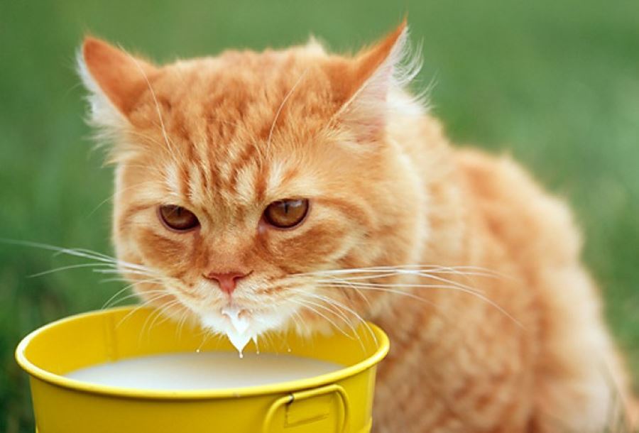Хорошо знакомый всем миф о любви кота к молоку ошибочен - иногда организм животного не переносит лактозу