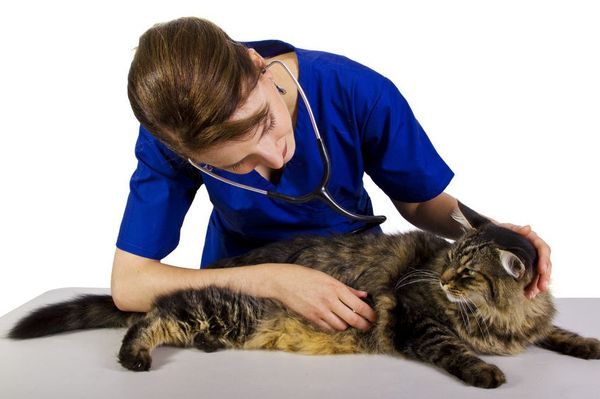  Восстановить здоровье кота при использовании Доксициклина можно в течение нескольких суток