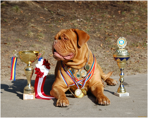 Все собаки, которые максимально подходят по всем критериям являются претендентами на звание чемпиона