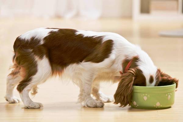Вытирать собаке морду нужно после каждого приема пищи