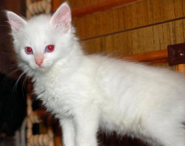 Выявить котенка-альбиноса достаточно легко - его глаза не будут иметь голубого оттенка