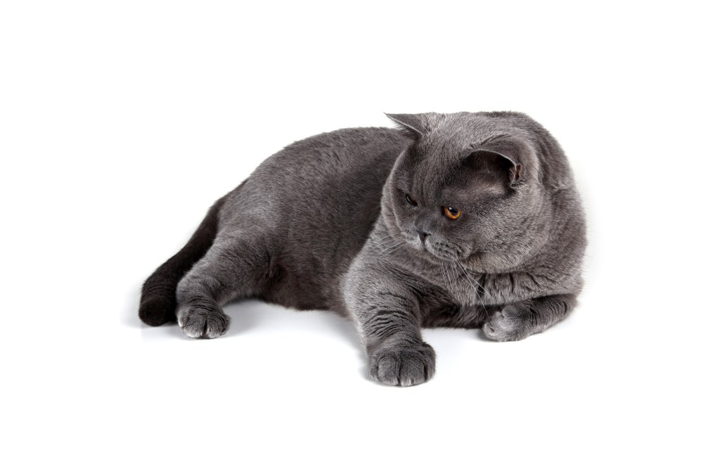 Вялость кошки может сигнализировать о наличии гельминтозов
