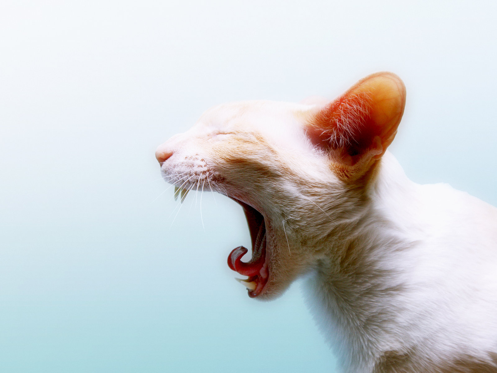 Гингивит у кошек. Неприятный запах изо рта кошки — самый яркий признак гингивита.