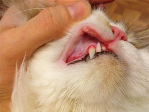 Вс о воспалении дсен у кошек симптомы и лечение почему кровоточат и чрные пятна на дснах