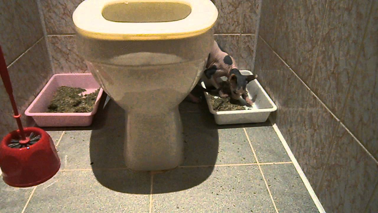 Два лотка в туалете