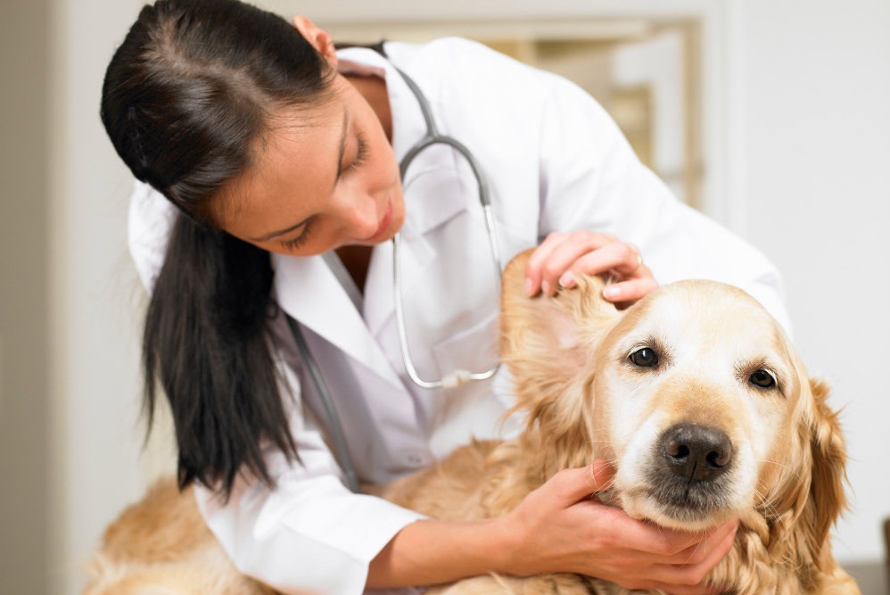 Диагностика заболеваний ушей у собак проводится только в ветеринарной клинике