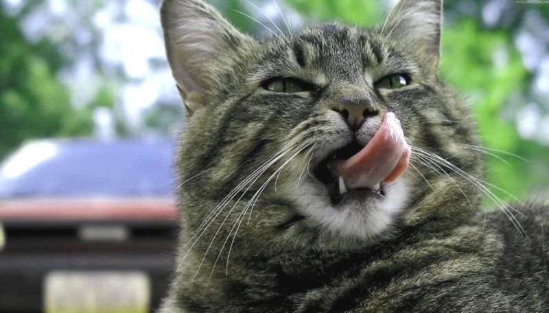 Для котов, как и для людей иногда запах ароматизаторов затмевает вредоносность пищи