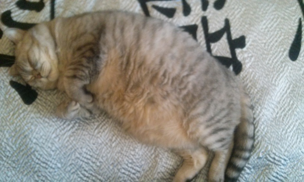Для полных котов, склонных к перееданию, сон на спине - единственная возможность отдохнуть, не сдавливая желудок