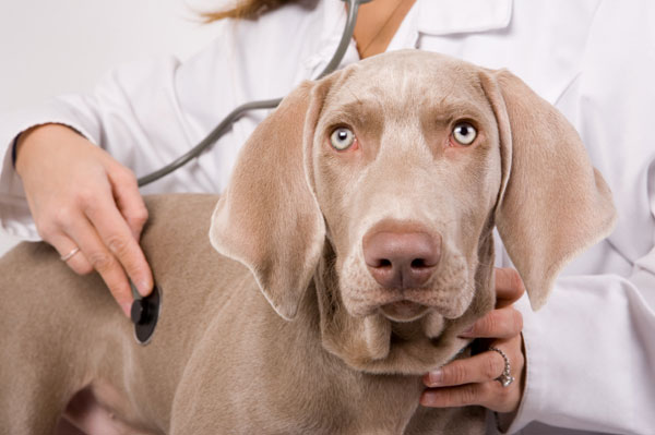 Для предотвращения заболеваний у собак необходимо проводить диагностические осмотры у ветеринара