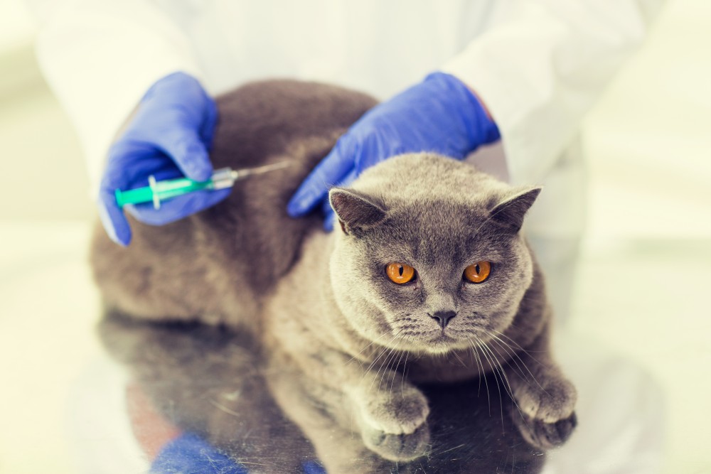 Для предотвращения заражения кошки опасными заболеваниями нужно своевременно делать профилактические прививки