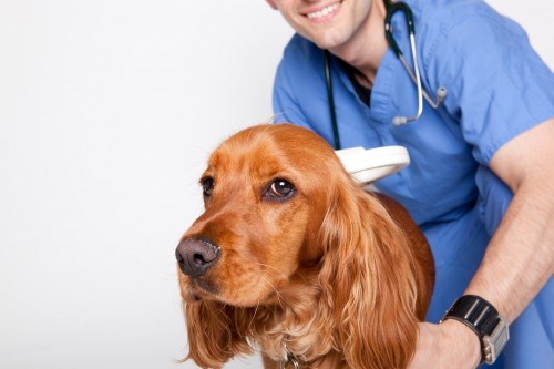 Для установления точного диагноза необходимо обратиться к ветеринару