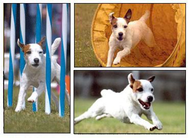 Собака джек рассел терьер: описание породы, характер, уход и содержание, фото, выбор щенка, кормление