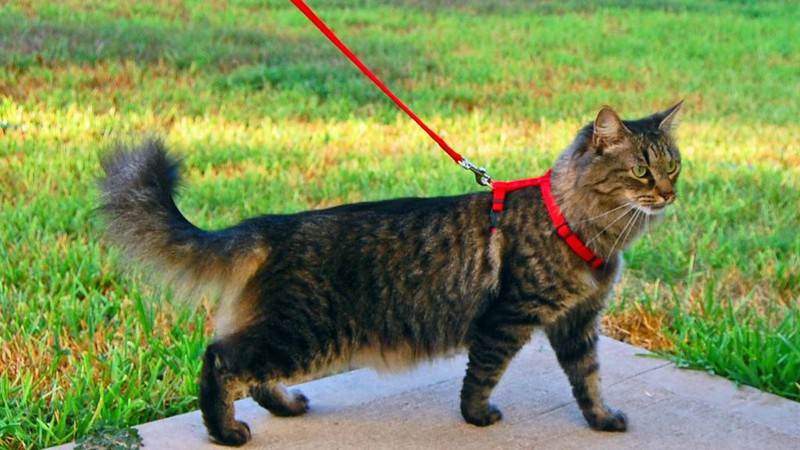 Если вы не выгуливаете свою кошку, то от ошейника можно отказаться или заменить его чипированием