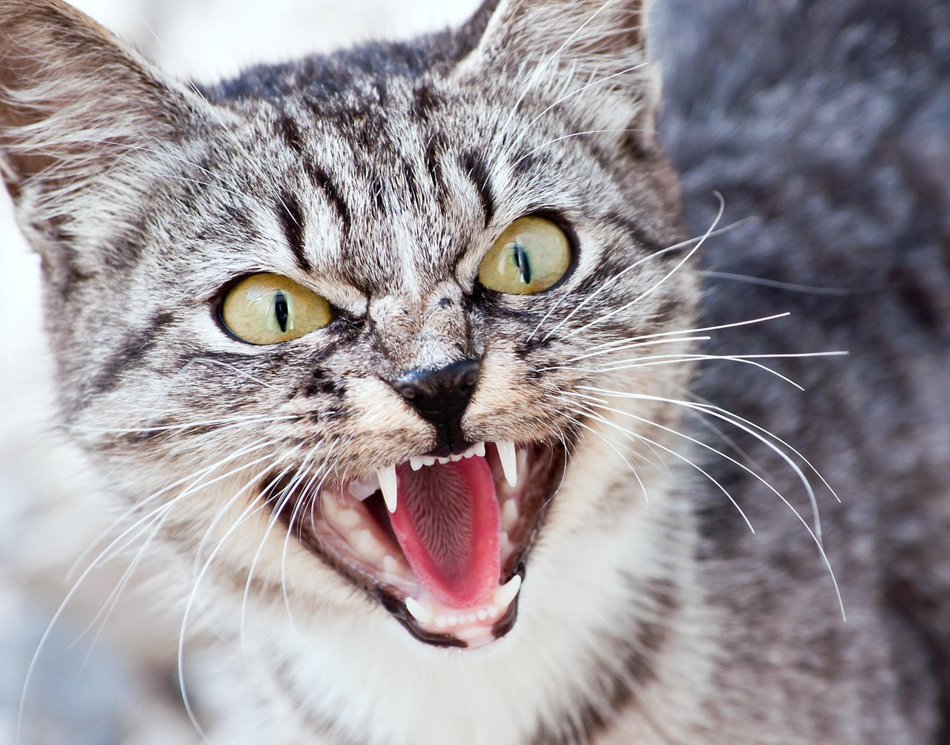 Если кошка вдруг стала проявлять агрессию в ответ на любые прикосновения к своим ушам, скорее всего у животного отит