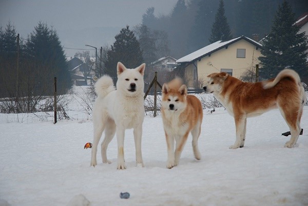 Если правильно ухаживать за шерстью акит, то эти собаки смогут жить на улице даже зимой