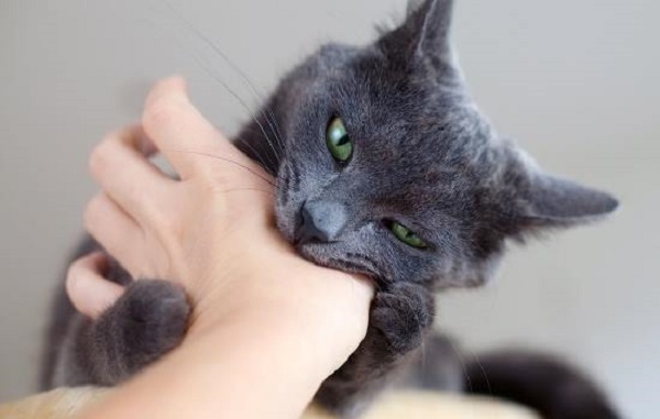 Если при пальпации кот ведет себя агрессивно, значит необходимо выявить источник боли