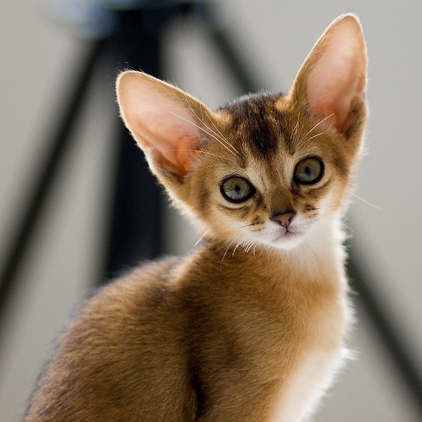 За последнее столетие абиссинская кошка уменьшилась в размерах, сохранив все пропорции
