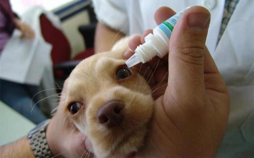 Закапывание глаз больному щенку