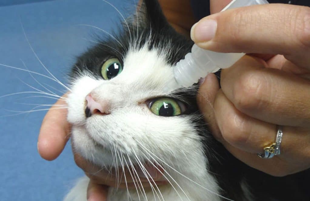 Закапывание и промывание глаза котенку из флакона
