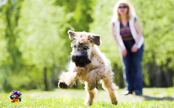 Игры на свежем воздухе помогут собаке побороть страх перед улицей