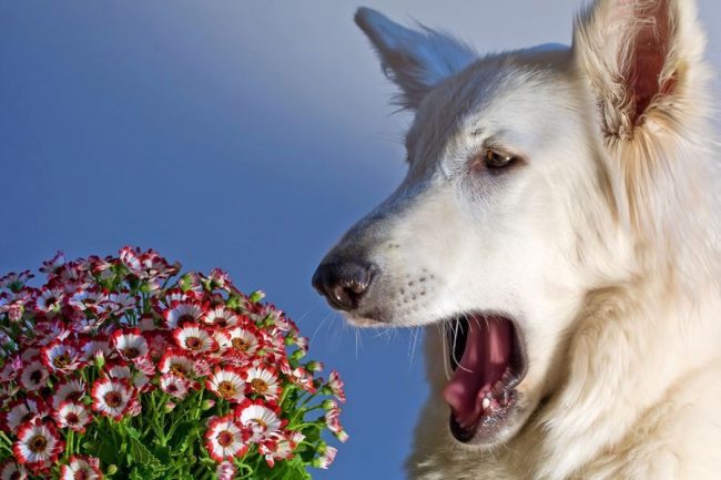 Из-за активной выработки лимфоцитов, клетки организма собаки становятся очень чувствительны к аллергену