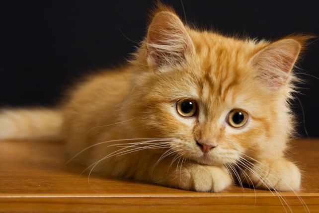 Интенсивный рост у кошек происходит в первый год жизни