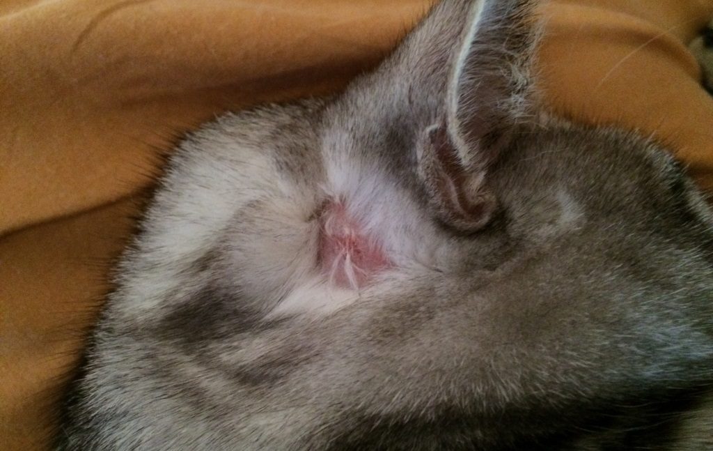 Использование фурминатора на котах с кожными заболеваниями может привести к их обострению