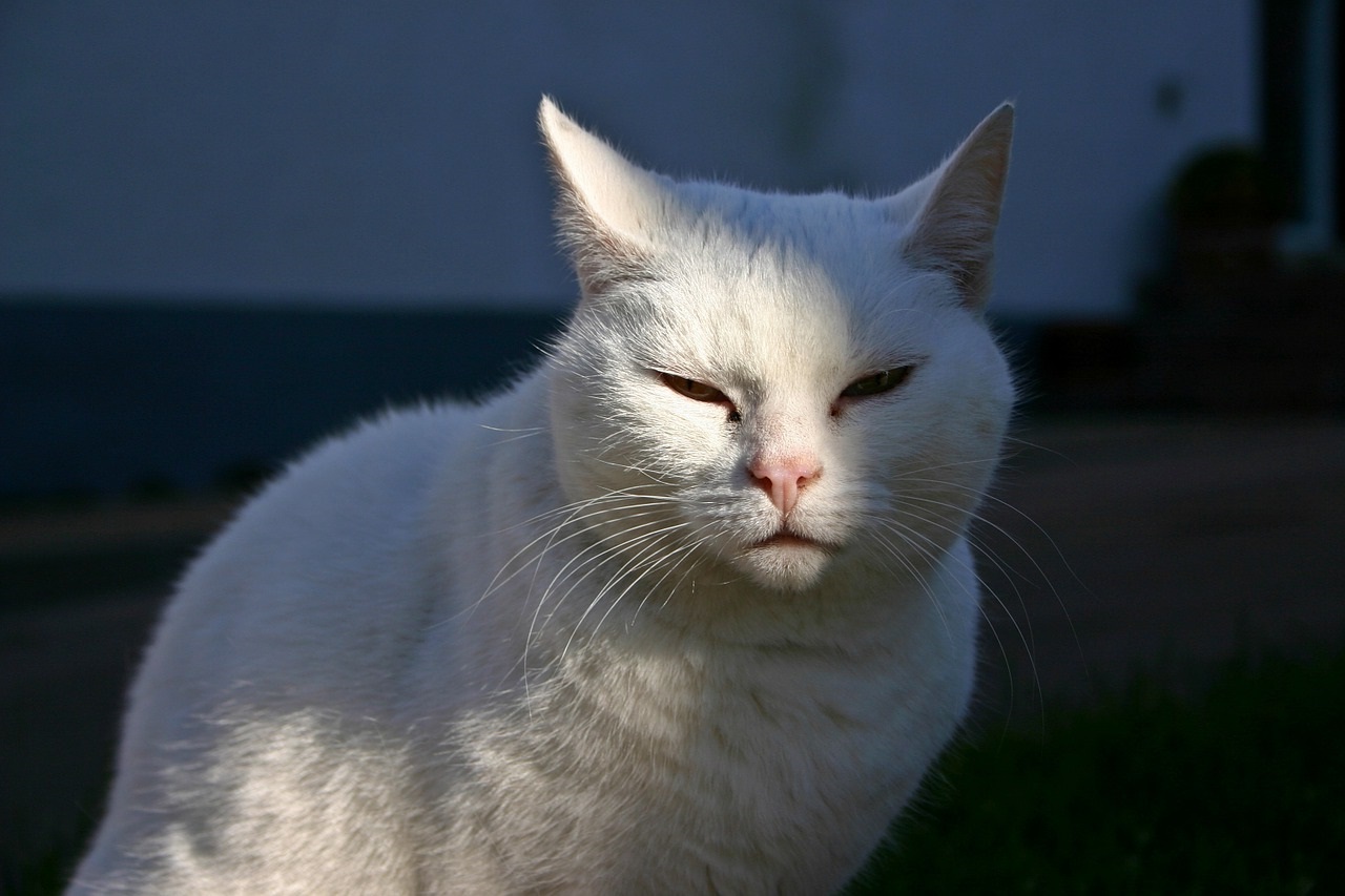 Каждая белая кошка индивидуальна и несет свой набор привычек и поведенческих особенностей
