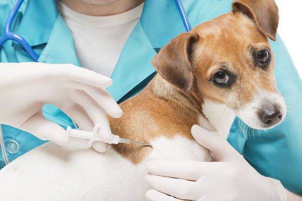 Антибиотики для собак при гнойных ранах