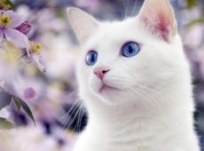 Као мани – древнейший представитель белых кошек