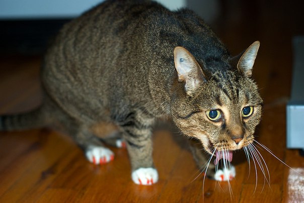 Кашель у кошек - сигнал заболеваний нижних дыхательных путей у кошки