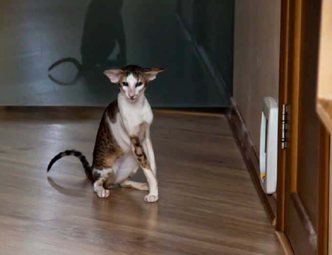 Кошку можно на несколько дней поселить в коридоре