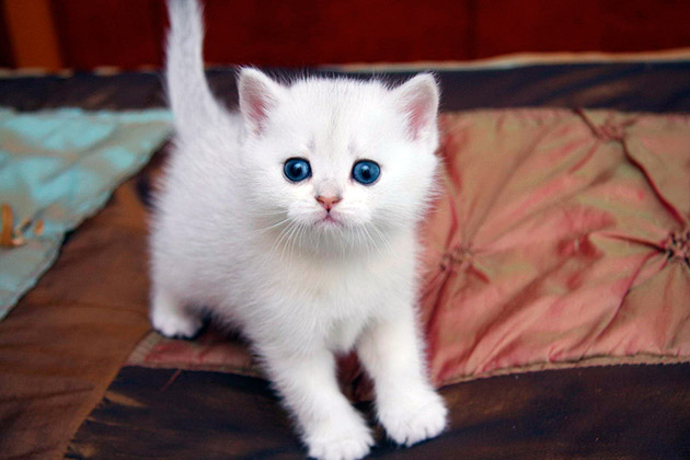 Котенок может получить белый окрас несмотря на то, что его генетический код будет содержать и иные цвета