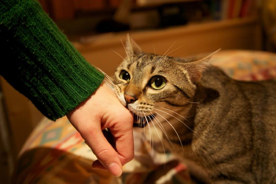 Коты, как и собаки, хорошо чуют слабость и могут проявлять тиранические наклонности в отсутствии твердой руки