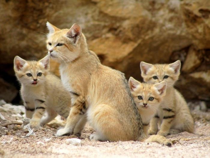 Котята почти с первых месяцев составляют компанию матери в процессе охоты