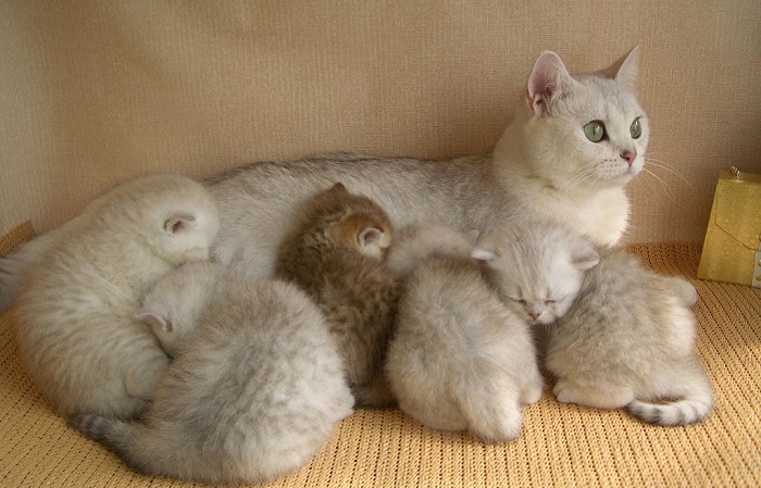 Котята, родившиеся от зараженной глистами матери, неизбежно получают их "в наследство"