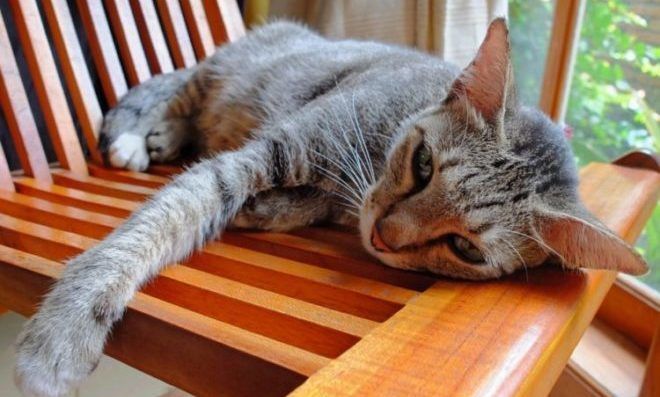 Кошка с побочными эффектами от Доксициклина - слабость и отсутствие аппетита
