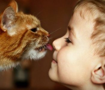Кошка способна «наградить» человека рядом проблем со здоровьем