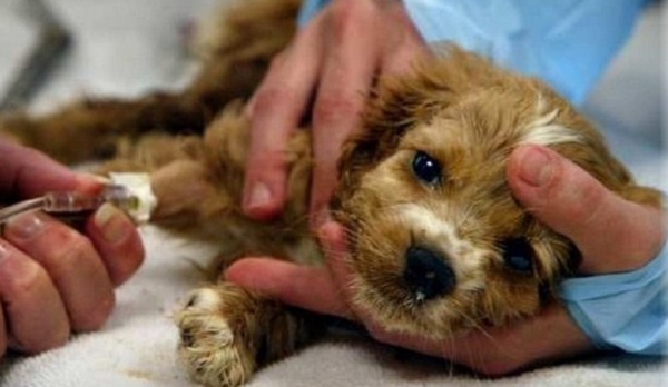Лечение энцефалита у собаки